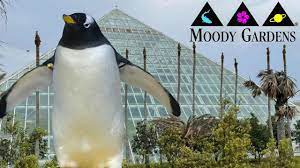 moody gardens tour review with the