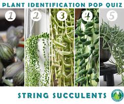 Just observe their different structure if they are round, fleshy, spiky or if they produce baby plants that hang on the edges of the leaves of its mother plant, this will help you to distinguish if they are in the same specie or not. String Succulent Identification Houseplant Resource Center