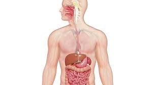 Digestive System Explained Organs And Digestion