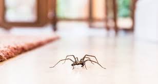 Natural Ways To Keep Spiders Out Of