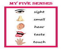 The Five Senses Worksheets For Kids