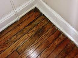 Water And Mold Damaged Floors Picture