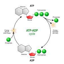 Atp Adp Biological Energy Biology