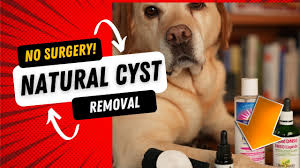 how to get rid of a dog cyst naturally