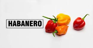Habanero Pepper A Complete Guide Of Heat And Flavor 7 Recipes