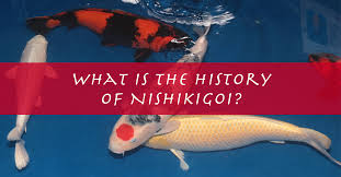 what is a nishikigoi koi fish