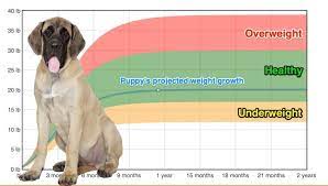 english mastiff weight growth chart