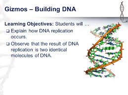 What does it look like? Topic 24 Dna Replication Ppt Video Online Download