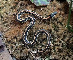 The strikingly colorful san francisco garter snake has been listed as an endangered species since 1967. Garter Snake Wikiwand