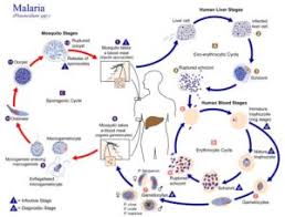 Types Of Diseases Classification Of Diseases With Questions