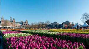 amsterdam celebrates tulip day with