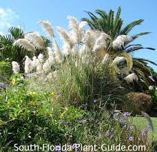 South Florida Gardening Tips