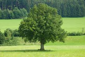Irish Heritage Tree Planting Native