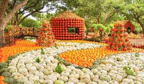 pumpkin patches in dallas fort worth