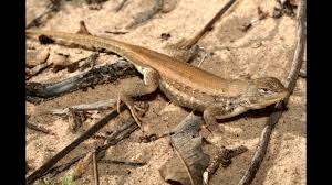 Wikipedia List Of Reptiles Of The Indiana Dunes Youtube