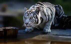 Wild Cat Tiger White Tigers Big Cats