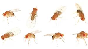 How To Get Rid Of Fruit Flies For Good