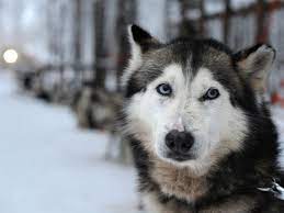 blue eyes in siberian huskies