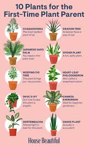 30 Houseplants That Can Survive Low Light Best Indoor Low Light Plants