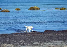 new england dog friendly vacations