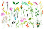 Resultado de imagem para wild flower illustrations