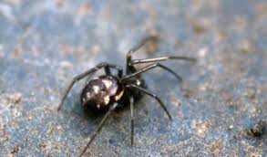 What does a bite look like? False Black Widow Spider Facts Bite Habitat Information