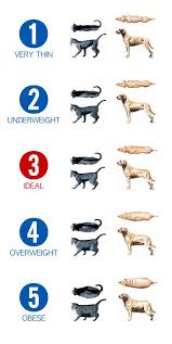Obesity Is A Problem With Our Pets Learn What Is Normal And