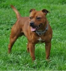 He requires rigorous exercise as an outlet for his energy and to maintain his splendid muscle tone. Staffordshire Bull Terrier Breed Information History Health Pictures And More