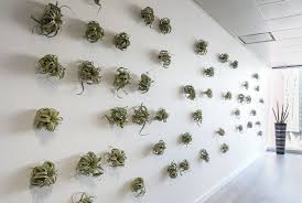 Inleaf Install Stunning Air Plant Wall