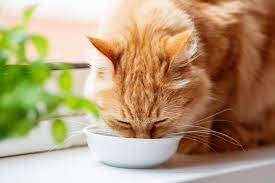 cat not drinking water find out why