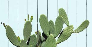 is cactus water good for you