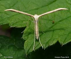 moths cuskinny nature reserve com