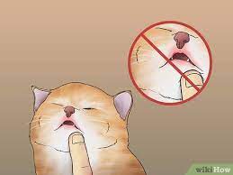 how to tell if a kitten is healthy