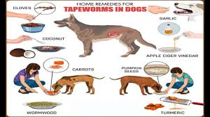 for tapeworms in dogs