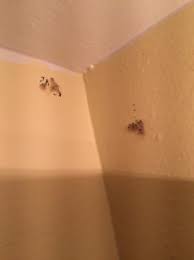 Moth Larva Nests On Walls Throughout