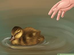 How To Hatch A Mallard Duck Egg 14 Steps With Pictures