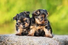 Yorkies 101 Your Ultimate Guide To The Yorkshire Terrier