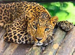 leopard images