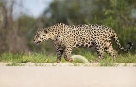 jaguar walking stock photos royalty