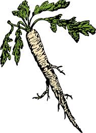 Image result for free pic of a horseradish