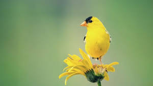meaning of seeing a yellow bird