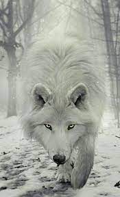 White Wolf Backgrounds posted by Ryan ...