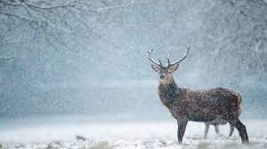winter snow deer snowfall