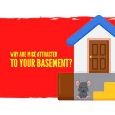 Why Are Mice Attracted To Your Basement