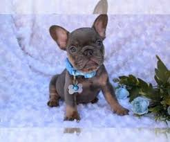 Click to view all of our puppies for sale & make sure to reserve yours today! French Bulldog Puppies For Sale Near Minneapolis Minnesota Usa Page 1 10 Per Page Puppyfinder Com