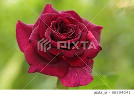 beautiful dark red rose on green nature