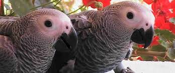Image result for African Congo grey parrots species