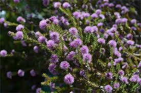 Shrubs with purple flowers are valued for their great beauty (the color was favored by royalty). How To Make Your Garden Native Bee Friendly Csiroscope