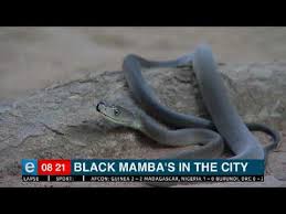 It is one of the venomous snakes on the planet. Black Mamba S In The City Youtube