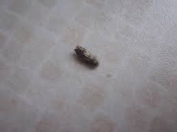 help my carpets are infested with moths